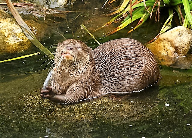 Always nice to see a happy beaver @Wetland Centre Barnes